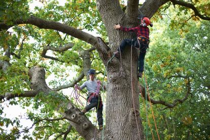 Tree maintenance professional