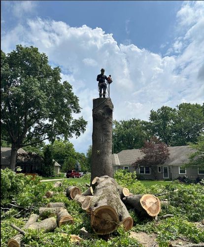Professional tree removal team at work