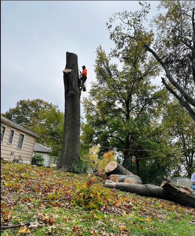 Tree Removal & Trimming Kansas City | Free Estimate — Crist Tree Services