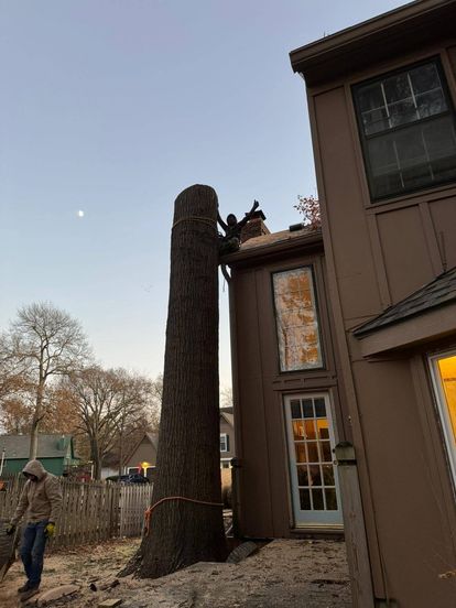 Tree service project showcase