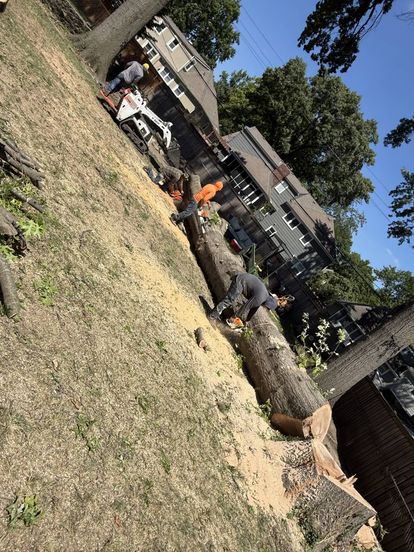 Tree service project showcase