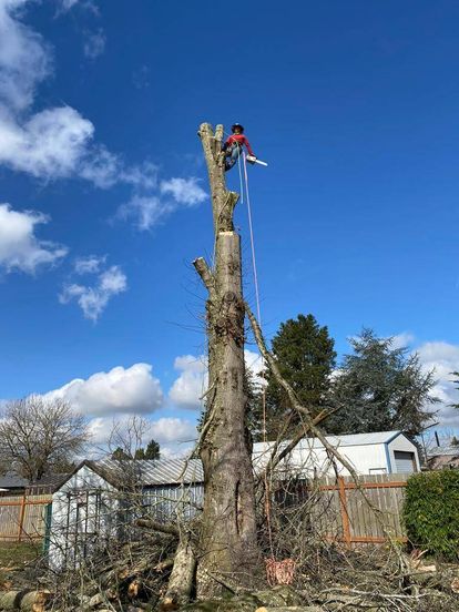 Tree service project showcase