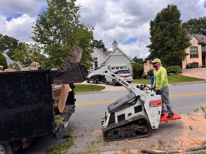Tree service project showcase