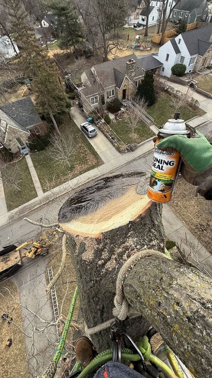 Tree service project showcase