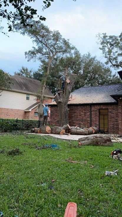 Tree service project showcase