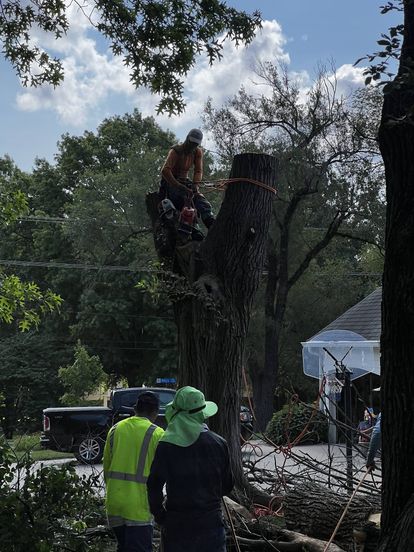 Tree service project showcase