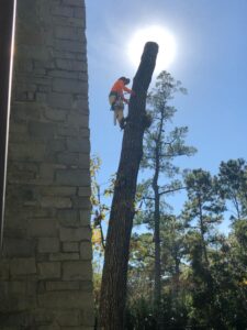 TREE-SERVICES-GAL-2-1